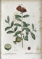 Grenadier commun (Punica granatum). Cliquer pour agrandir l'image.