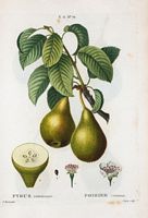 Poirier commun (Pyrus communis). Cliquer pour agrandir l'image.