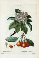 Poirier de Pollviller (Pyrus pollveria). Cliquer pour agrandir l'image.