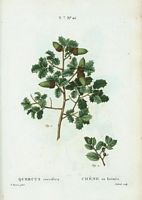 Chêne Kermès (Quercus coccifera). Cliquer pour agrandir l'image.