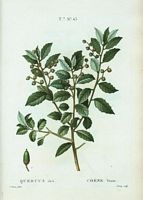 Chêne yeuse (Quercus ilex). Cliquer pour agrandir l'image.