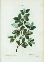 Chêne liège (Quercus suber). Cliquer pour agrandir l'image.