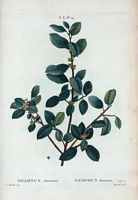 Nerprun alaterne (Rhamnus alaternus). Cliquer pour agrandir l'image.