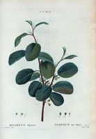 Nerprun des Alpes (Rhamnus alpinus). Cliquer pour agrandir l'image.