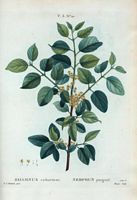 Nerprun purgatif (Rhamnus catharticus). Cliquer pour agrandir l'image.