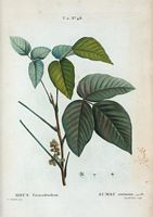 Sumac vénéneux (Rhus toxicodendron). Cliquer pour agrandir l'image.