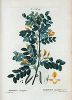 Robinier caragana (Robinia caragana). Cliquer pour agrandir l'image.