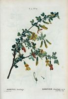Robinier chamlagu (Robinia chamlagu). Cliquer pour agrandir l'image.