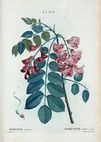 Robinier rose (Robinia rosea). Cliquer pour agrandir l'image.