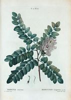 Robinier visqueux (Robinia viscosa). Cliquer pour agrandir l'image.