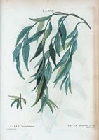 Saule pleureur (Salix babylonica). Cliquer pour agrandir l'image.
