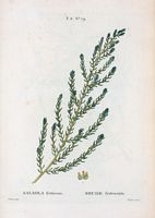 Soude frutescente (Salsola fruticosa). Cliquer pour agrandir l'image.