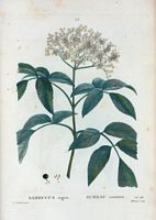 Sureau commun (Sambucus nigra). Cliquer pour agrandir l'image.