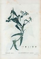Salsepareille commune (Smilax aspera). Cliquer pour agrandir l'image.