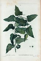 Salsepareille élevée (Smilax excelsa). Cliquer pour agrandir l'image.