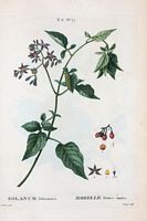 Morelle douce-amère (Solanum dulcamara). Cliquer pour agrandir l'image.