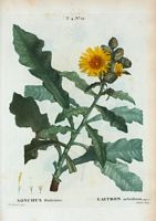 Laitron arbrisseau (Sonchus fruticosus). Cliquer pour agrandir l'image.