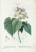 Sparmannia d'Afrique (Sparmannia Africana). Cliquer pour agrandir l'image.