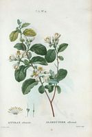 Aliboufier officinal (Styrax officinale). Cliquer pour agrandir l'image.