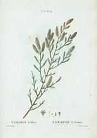 Tamarisc de France (Tamarix gallica). Cliquer pour agrandir l'image.