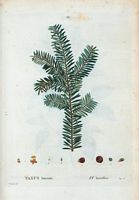 If baccifère (Taxus baccata). Cliquer pour agrandir l'image.