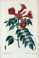 Técoma de Virginie (Tecoma radicans). Cliquer pour agrandir l'image.