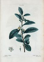 Thé bou (Thea bohea). Cliquer pour agrandir l'image.