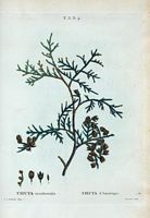 Thuya d'Amérique (Thuya occidentalis). Cliquer pour agrandir l'image.