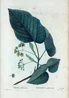 Tilleul pubescent (Tilia pubescebs). Cliquer pour agrandir l'image.