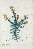 Ajonc d'Europe (Ulex europoeus). Cliquer pour agrandir l'image.