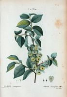 Orme champêtre (Ulmus campestris). Cliquer pour agrandir l'image.