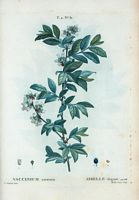 Airelle élégant (Vaccinium amoenum). Cliquer pour agrandir l'image.