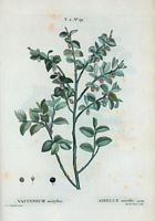 Airelle myrtille (Vaccinium mirtyllus). Cliquer pour agrandir l'image.