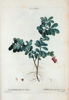Airelle ponctuée (Vaccinium vitis-idoea). Cliquer pour agrandir l'image.