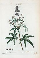 Gatilier commun (Vitex agnus-castus). Cliquer pour agrandir l'image.