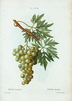 Vigne laciniée (Vitis laciniata). Cliquer pour agrandir l'image.