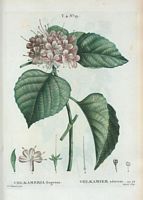 Volkamier odorant. (Volkameria fragrans). Cliquer pour agrandir l'image.