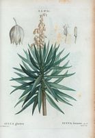 Yucca fastueux (Yucca gloriosa). Cliquer pour agrandir l'image.