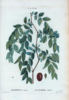 Jujubier cultivé (Ziziphus sativa). Cliquer pour agrandir l'image.