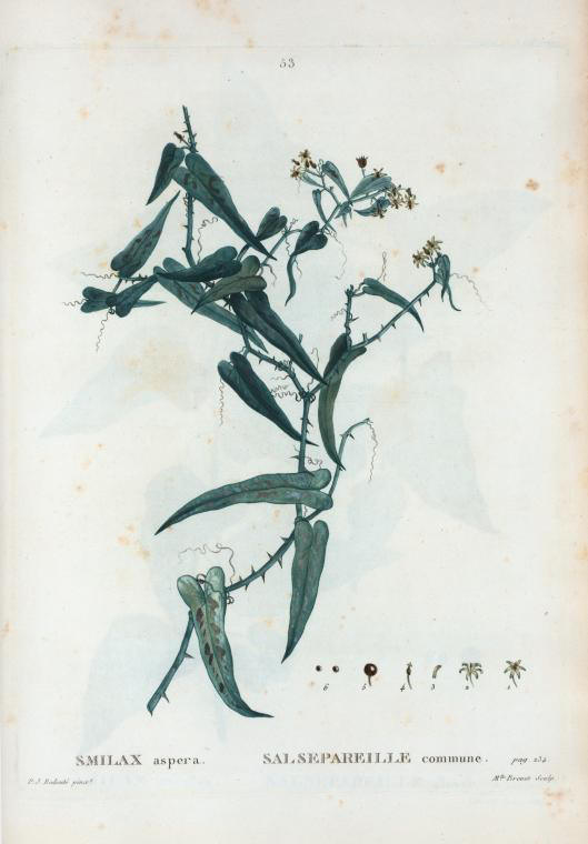 smilax aspera (salsepareille commune)