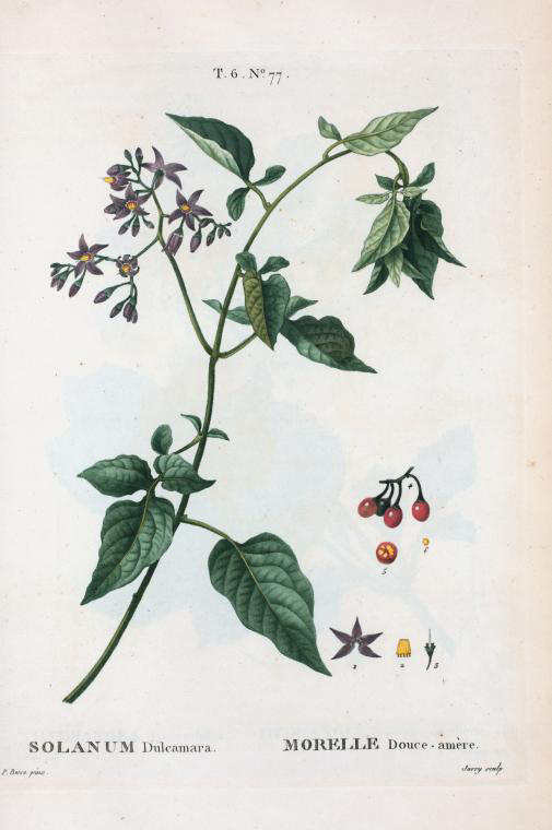 solanum dulcamara (morelle douce-amere)