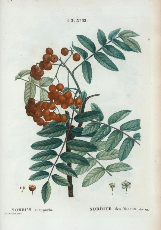 sorbus aucuparia (sorbier des oiseaux)