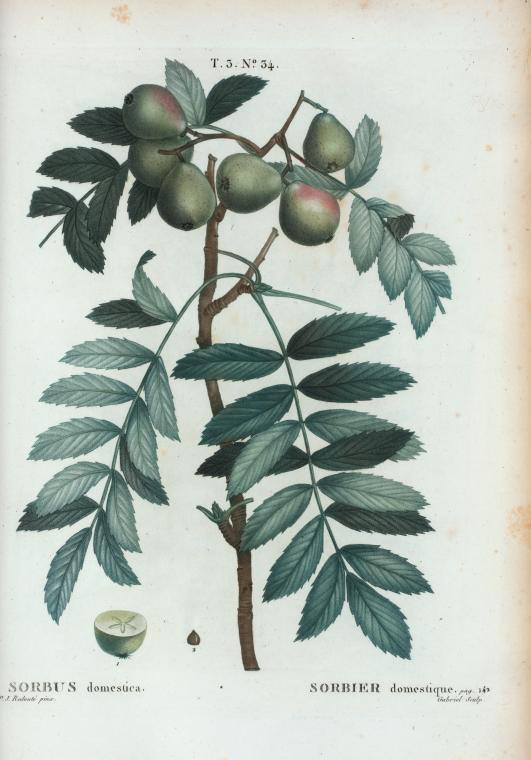 sorbus domestica (sorbier domestique)