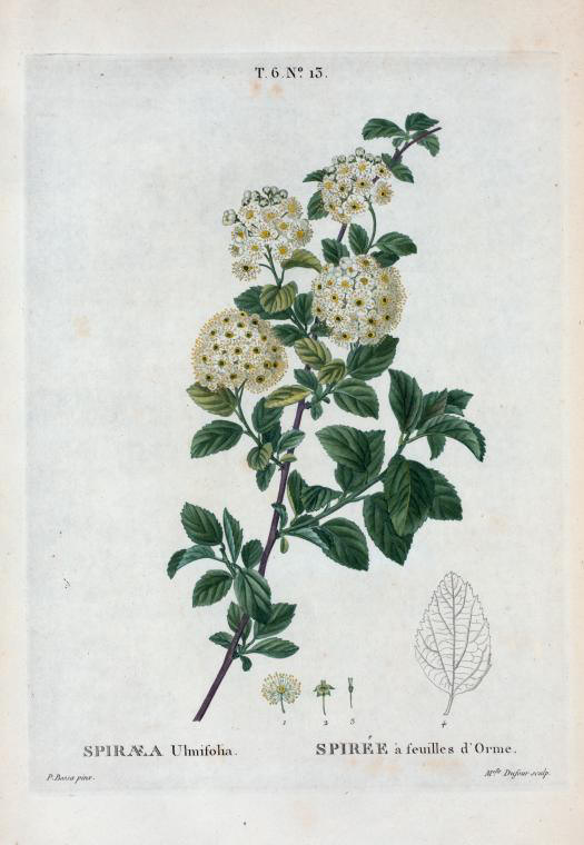 spiraea ulmifolia (spirée à feuilles d'orme)