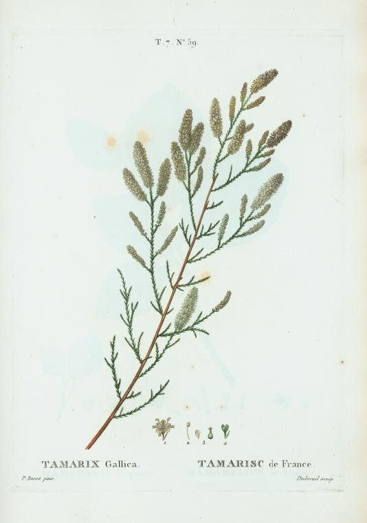 tamarix gallica (tamarisc de france)