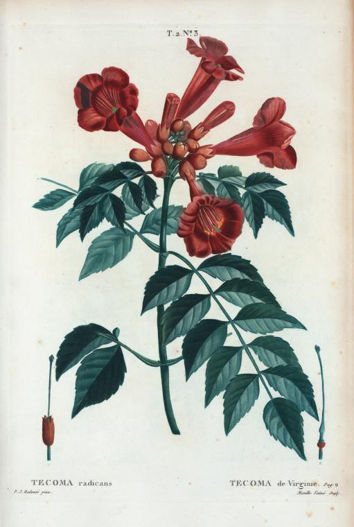 tecoma radicans (tecoma de virginie)