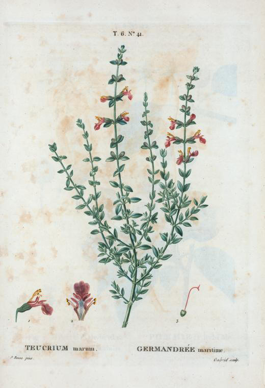 teucrium marum (germandrée maritime)