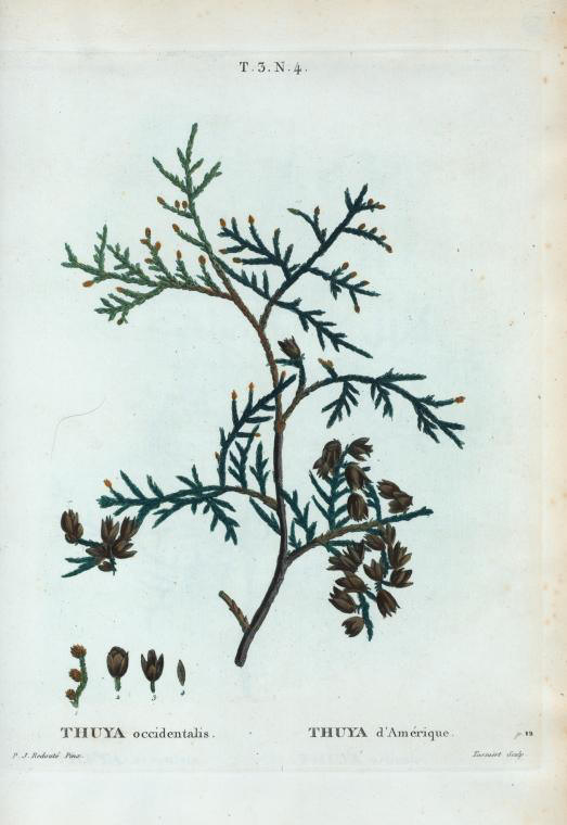 thuya occidentalis (thuya d'amerique)