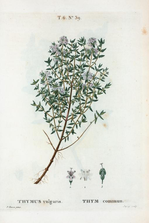 thymus vulgaris (thym commun)