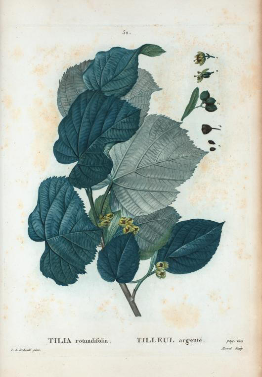 tilia rotundifolia (tilleul argente)